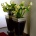 Vase Vase